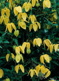 CLEMATIS tibetana tangutica