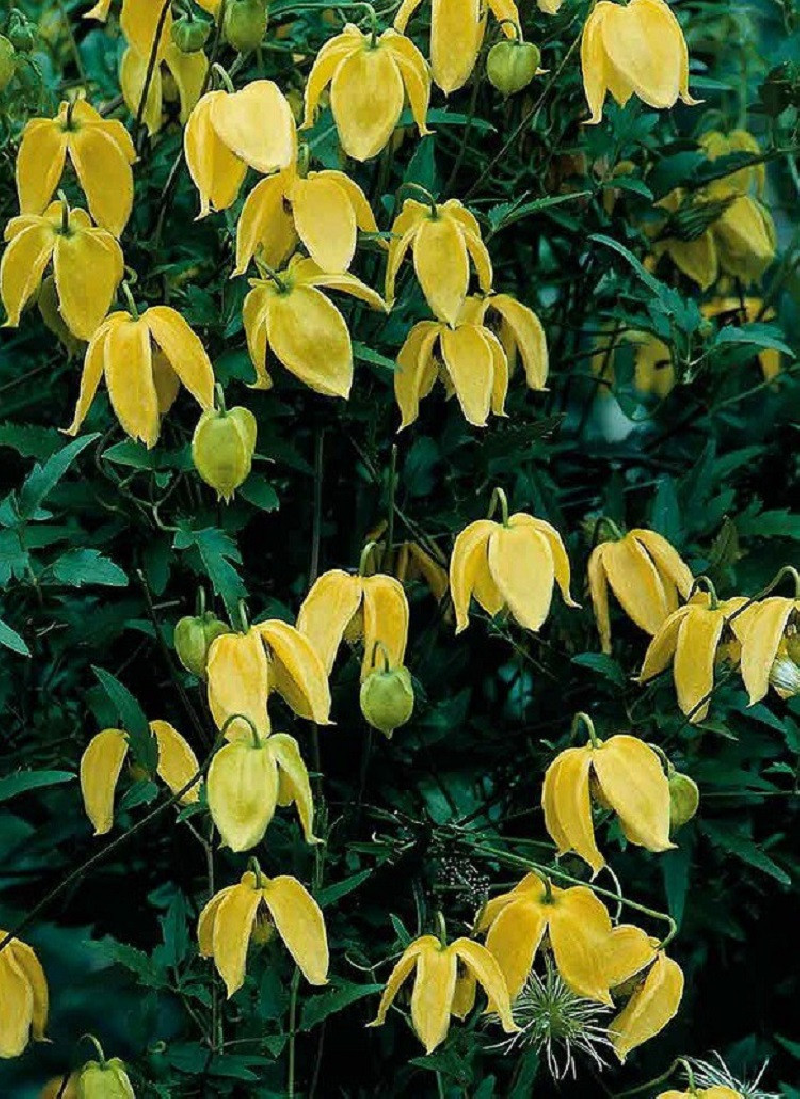 CLEMATIS tibetana tangutica