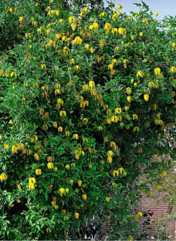 CLEMATIS tibetana tangutica