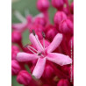 CLERODENDRUM bungei (Clérodendron de Bunge)