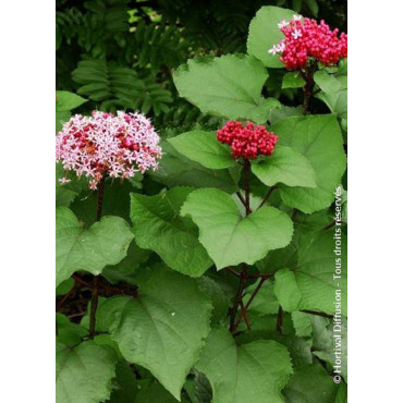 CLERODENDRUM bungei (Clérodendron de Bunge)