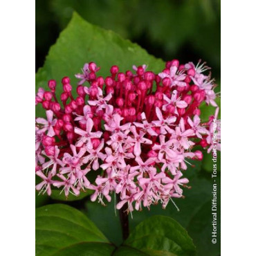 CLERODENDRUM bungei (Clérodendron de Bunge)