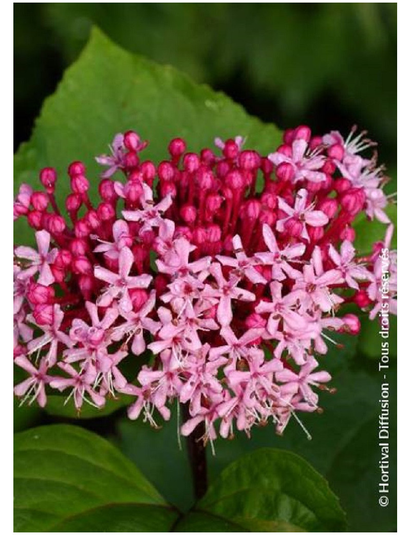 CLERODENDRUM bungei (Clérodendron de Bunge)