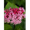 CLERODENDRUM bungei (Clérodendron de Bunge)