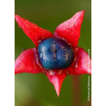 CLERODENDRUM trichotomum (Clérodendron)