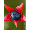 CLERODENDRUM trichotomum (Clérodendron)