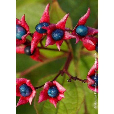 CLERODENDRUM trichotomum (Clérodendron)