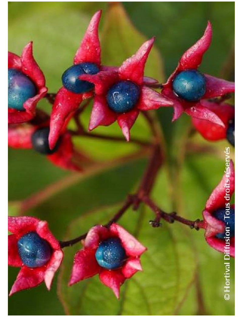 CLERODENDRUM trichotomum (Clérodendron)