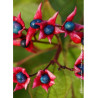 CLERODENDRUM trichotomum (Clérodendron)