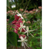 CLERODENDRUM trichotomum (Clérodendron)