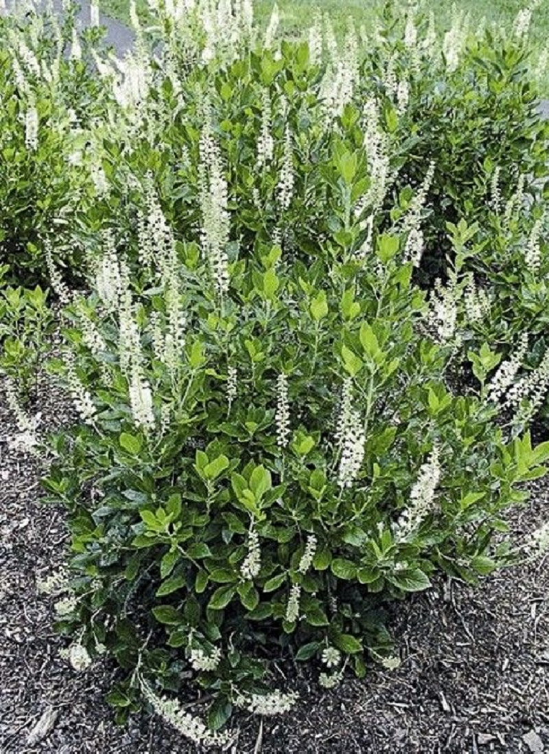 CLETHRA alnifolia