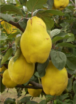 COGNASSIER DU PORTUGAL