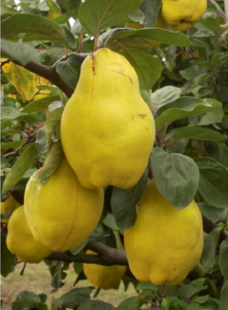 COGNASSIER DU PORTUGAL