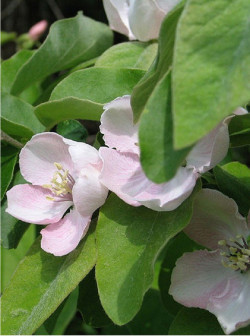 COGNASSIER DU PORTUGAL