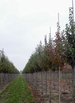 PYRUS calleryana CAPITAL