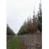 PYRUS calleryana CAPITAL (Poirier à fleurs Capital)