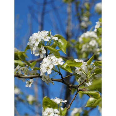 PYRUS calleryana CAPITAL (Poirier à fleurs Capital)