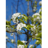 PYRUS calleryana CAPITAL (Poirier à fleurs Capital)