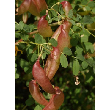 COLUTEA arborescens (Baguenaudier)