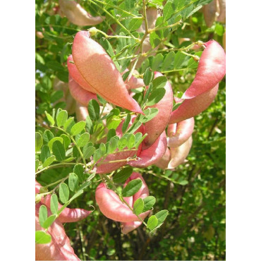 COLUTEA arborescens (Baguenaudier)