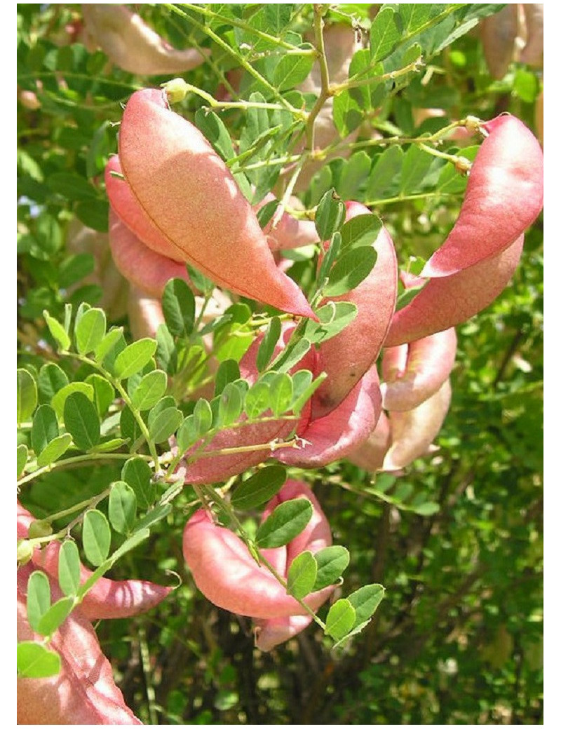 COLUTEA arborescens (Baguenaudier)