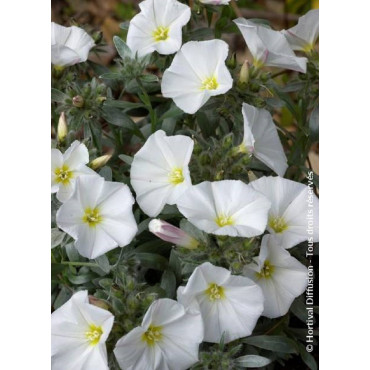 CONVOLVULUS cneorum (Liseron à feuille de Daphné)