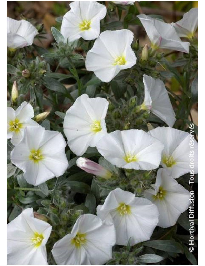 CONVOLVULUS cneorum (Liseron à feuille de Daphné)