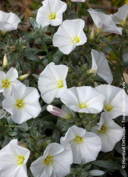 CONVOLVULUS cneorum