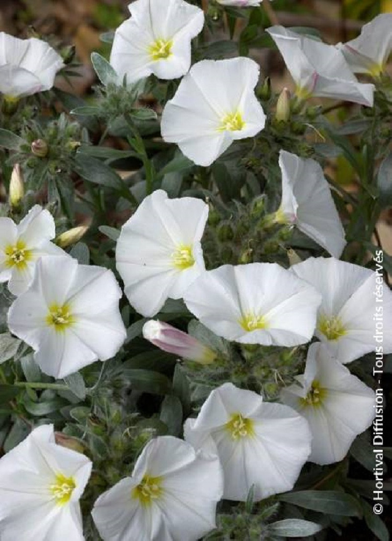 CONVOLVULUS cneorum