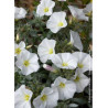 CONVOLVULUS cneorum (Liseron à feuille de Daphné)