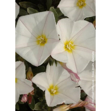 CONVOLVULUS cneorum (Liseron à feuille de Daphné)