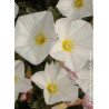 CONVOLVULUS cneorum (Liseron à feuille de Daphné)