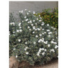 CONVOLVULUS cneorum