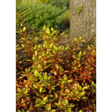 COPROSMA EVENING GLOW (Coprosma)