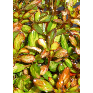 COPROSMA EVENING GLOW (Coprosma)