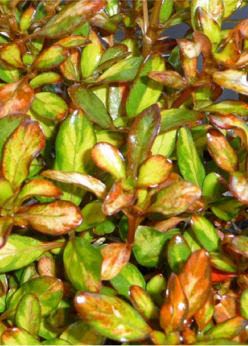 COPROSMA EVENING GLOW