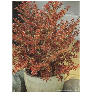 COPROSMA FIRE BURST (Coprosma)