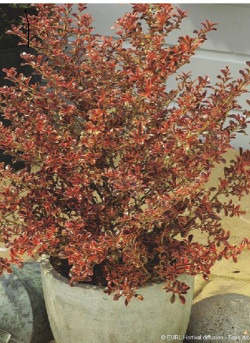 COPROSMA FIRE BURST