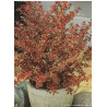 COPROSMA FIRE BURST (Coprosma)