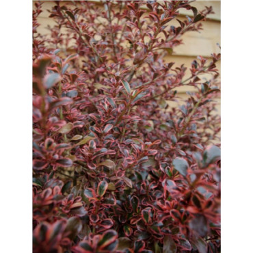 COPROSMA FIRE BURST (Coprosma)