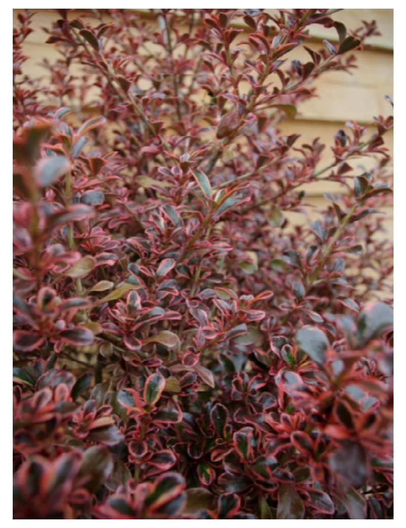 COPROSMA FIRE BURST COPROSMA FIRE BURST
