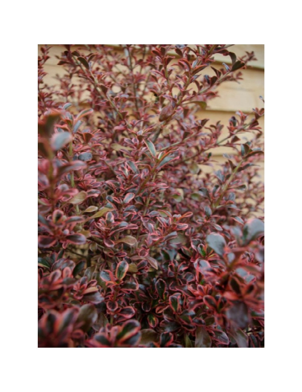 COPROSMA FIRE BURST