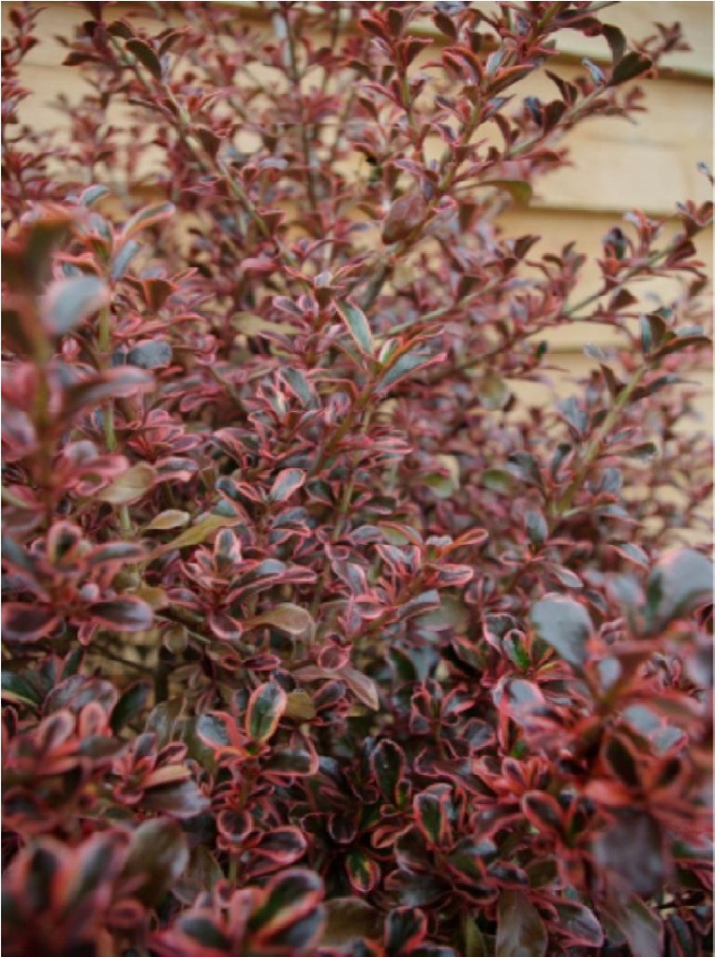 COPROSMA FIRE BURST