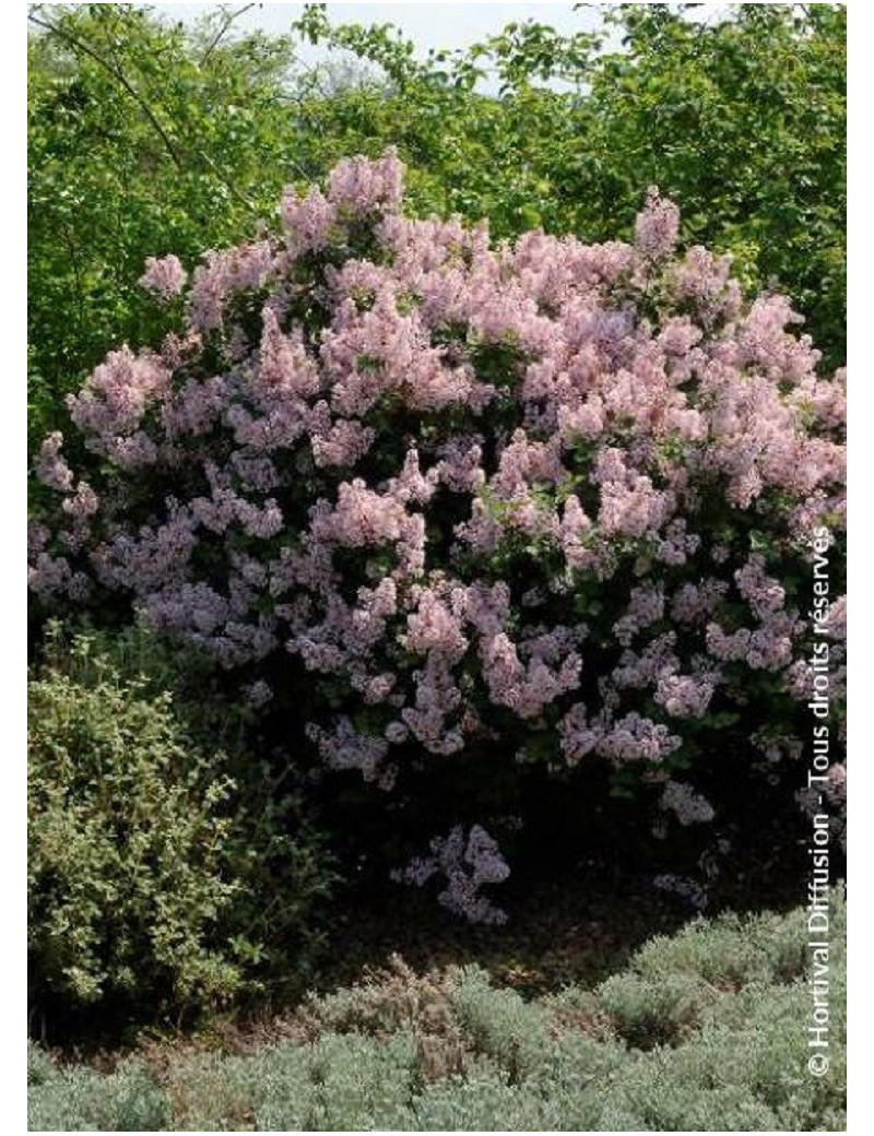 SYRINGA Josée (Lilas)