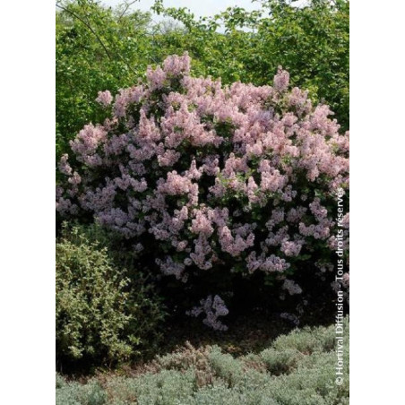 SYRINGA Josée (Lilas)