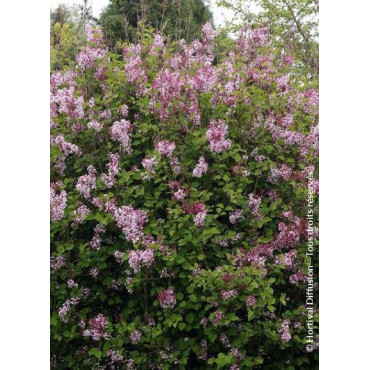 SYRINGA Josée (Lilas)