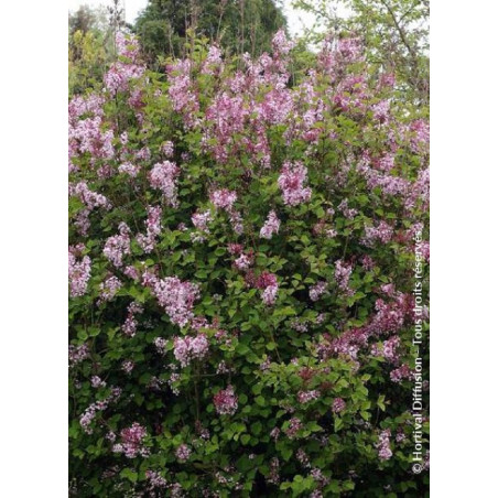 SYRINGA Josée (Lilas)
