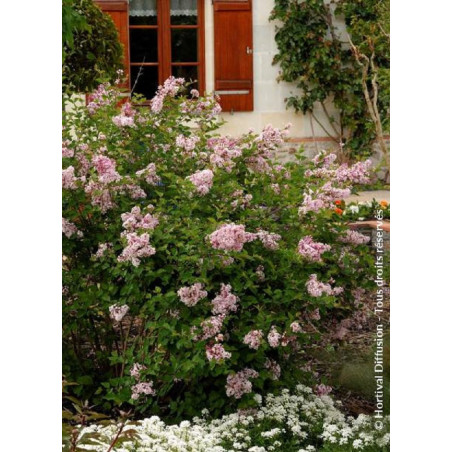 SYRINGA Josée (Lilas)