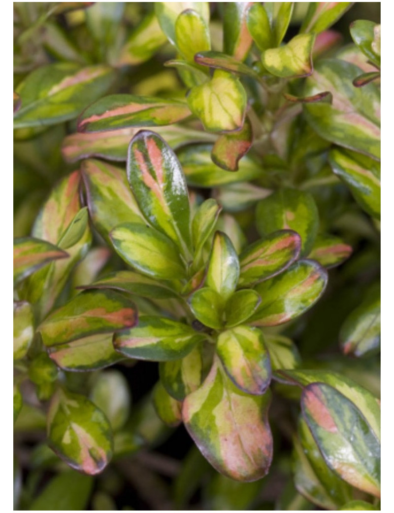 COPROSMA LEMON AND LIME (Coprosma)