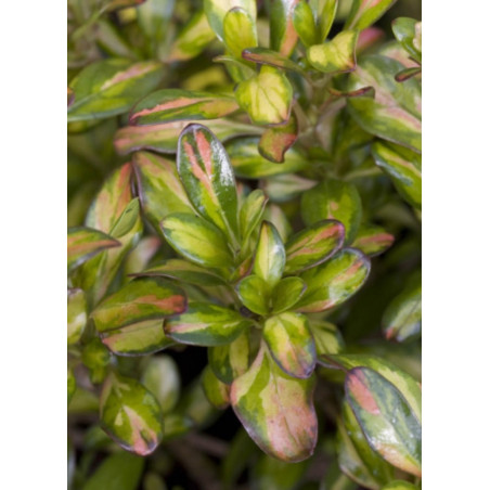 COPROSMA LEMON AND LIME (Coprosma)